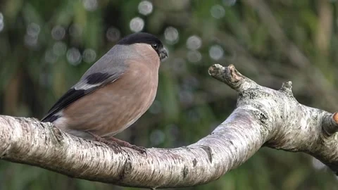 Bullfinch Bird Stock Footage 229749830