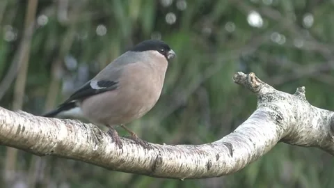 Bullfinch Bird Stock Footage 229749833