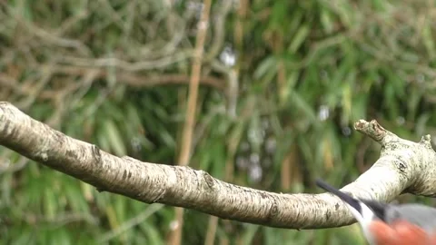Bullfinch Bird Stock Footage 229749838