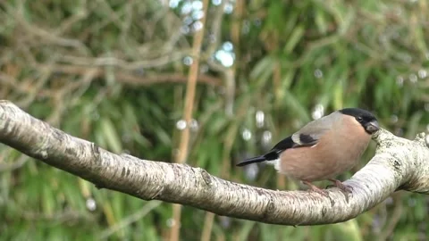 Bullfinch Bird Stock Footage 229749840