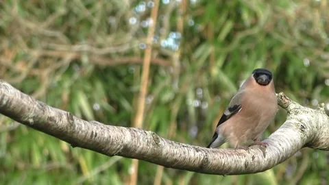 Bullfinch Bird Video stock 229749843