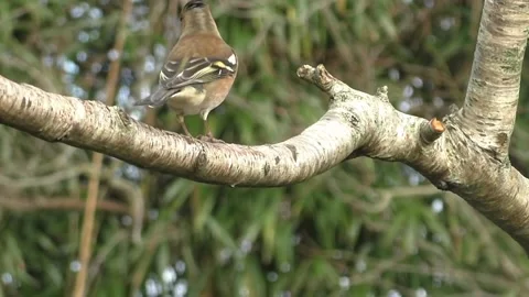 Bullfinch Bird Video stock 229749844