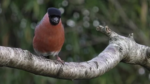 Bullfinch Bird Stock Footage 229749845
