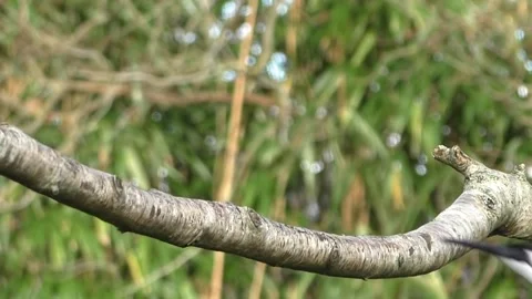Bullfinch Bird Stock Footage 229749847