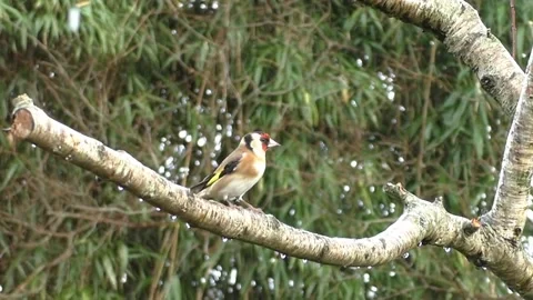 Bullfinch Bird Stock Footage 229749853
