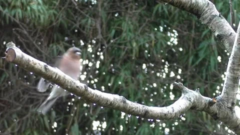 Bullfinch Bird Stock Footage 229749859