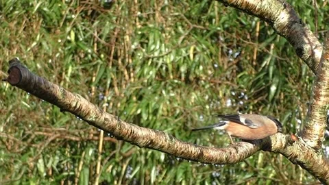 Bullfinch Bird Stock Footage 229749860