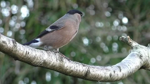 Bullfinch Bird 库存影片 229749868