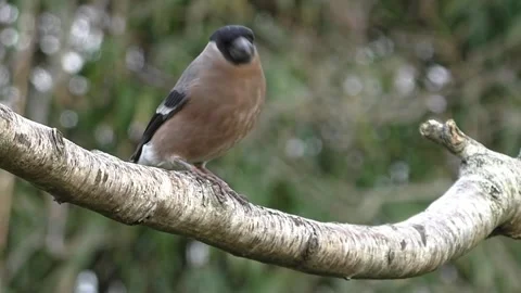 Bullfinch Bird Stock Footage 229749869