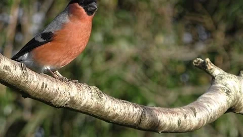 Bullfinch Bird Stock Footage 229749874