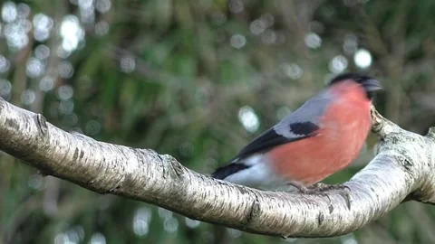 Bullfinch Bird Stock Footage 229749875