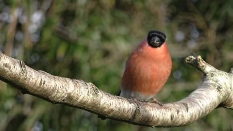 Bullfinch Bird Stock Footage 229749876