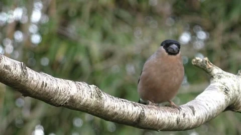 Bullfinch Bird Stock Footage 229749889