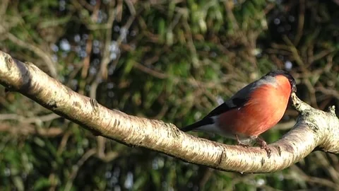 Bullfinch Bird Video stock 229749896