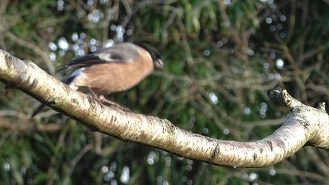 Bullfinch Bird Stock Footage 229749897