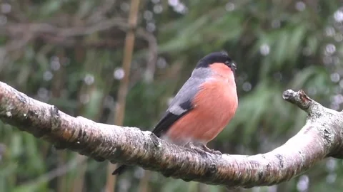 Bullfinch Bird Stock Footage 229749934