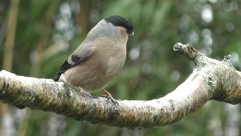 Bullfinch Bird Stock Footage 229749945