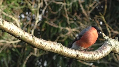 Bullfinch Bird Video stock 229749961