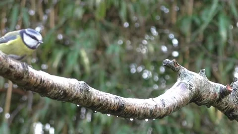 Bullfinch Bird Stock Footage 229749985