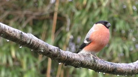 Bullfinch Bird Stock Footage 229750001