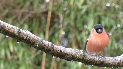 Bullfinch Bird Stock Footage 229750009