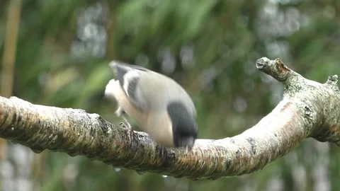 Bullfinch Bird Stock Footage 229750032