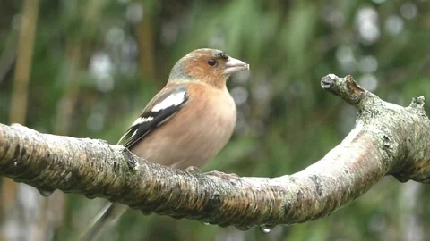 Bullfinch Bird Stock Footage 229750037