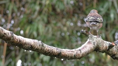 Bullfinch Bird Video stock 229750039