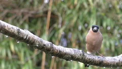 Bullfinch Bird Video stock 229750044