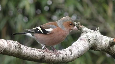 Bullfinch Bird Stock Footage 229750045