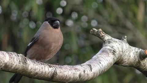 Bullfinch Bird 스톡 동영상 229750049