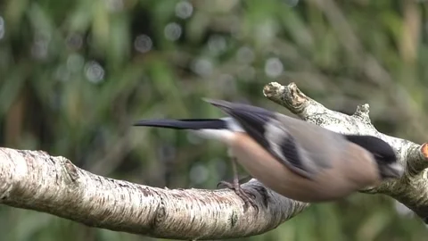 Bullfinch Bird Stock Footage 229750053