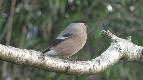 Bullfinch Bird Video stock 229750054