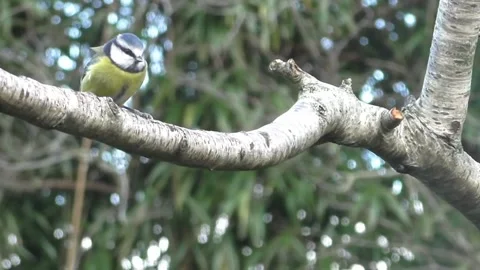 Bullfinch Bird 库存影片 229750059