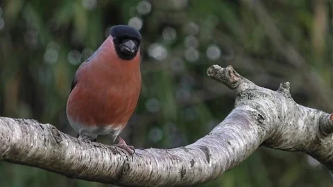 Bullfinch Bird Stock Footage 229750060