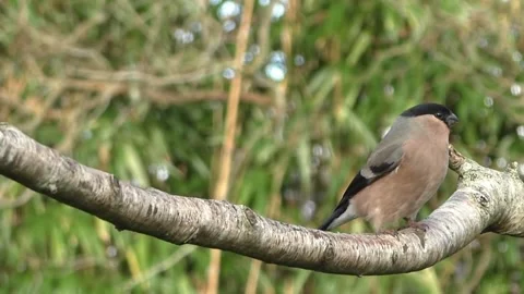 Bullfinch Bird Video stock 229750066