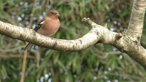 Bullfinch Bird Stock Footage 229750069
