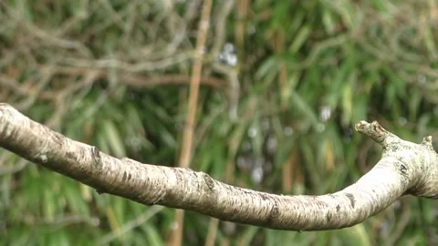 Bullfinch Bird 库存影片 229750074