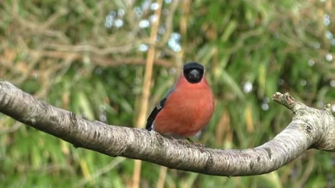 Bullfinch Bird Stock Footage 229750082