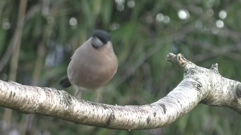 Bullfinch Bird Stock Footage 229750102