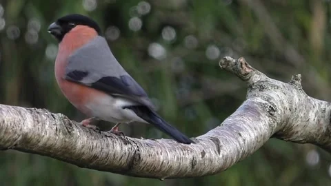 Bullfinch Bird Stock Footage 229750111