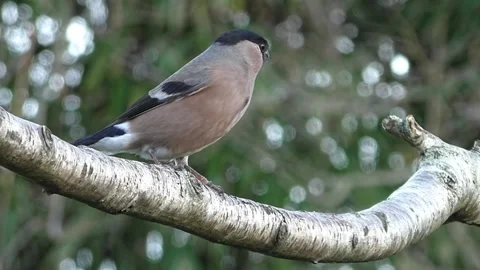 Bullfinch Bird Video stock 229750115