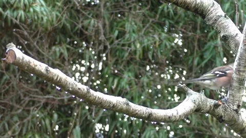 Bullfinch Bird Video stock 229750119