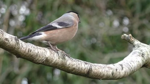 Bullfinch Bird Stock Footage 229750133