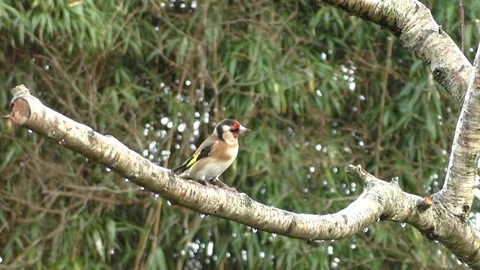 Bullfinch Bird Stock Footage 229750139