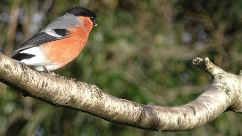 Bullfinch Bird Stock Footage 229750145