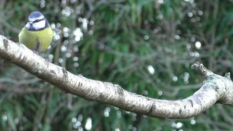Bullfinch Bird Stock Footage 229750153