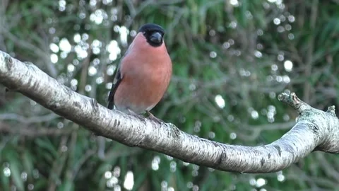 Bullfinch Bird Video stock 229750156
