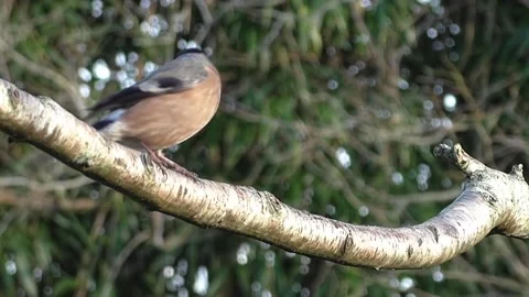 Bullfinch Bird Stock Footage 229750161