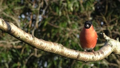 Bullfinch Bird Stock Footage 229750163